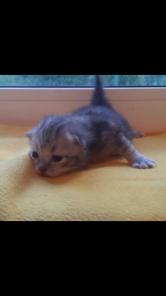 Продажа сибирских котят из питомника